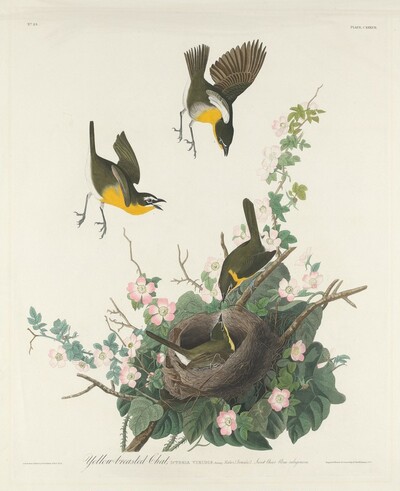 Yellow-breasted Chat