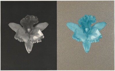 Tampa Orchid