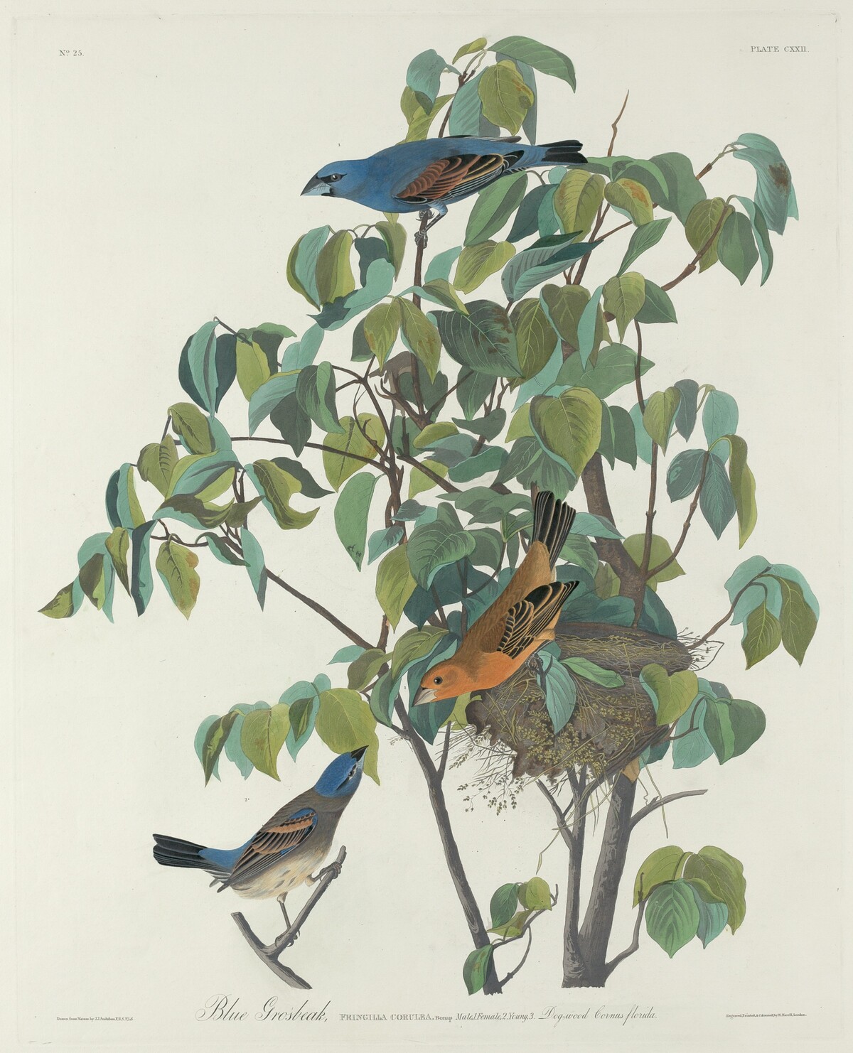 Blue Grosbeak by Robert Havell after John James Audubon