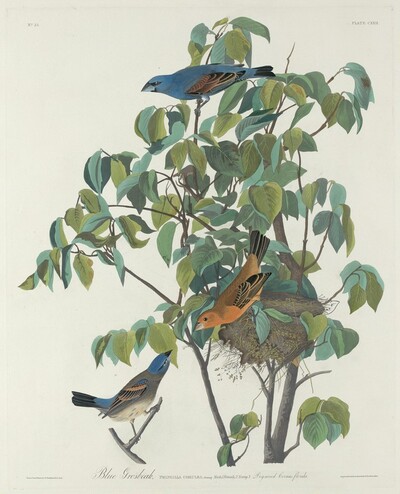 Blue Grosbeak