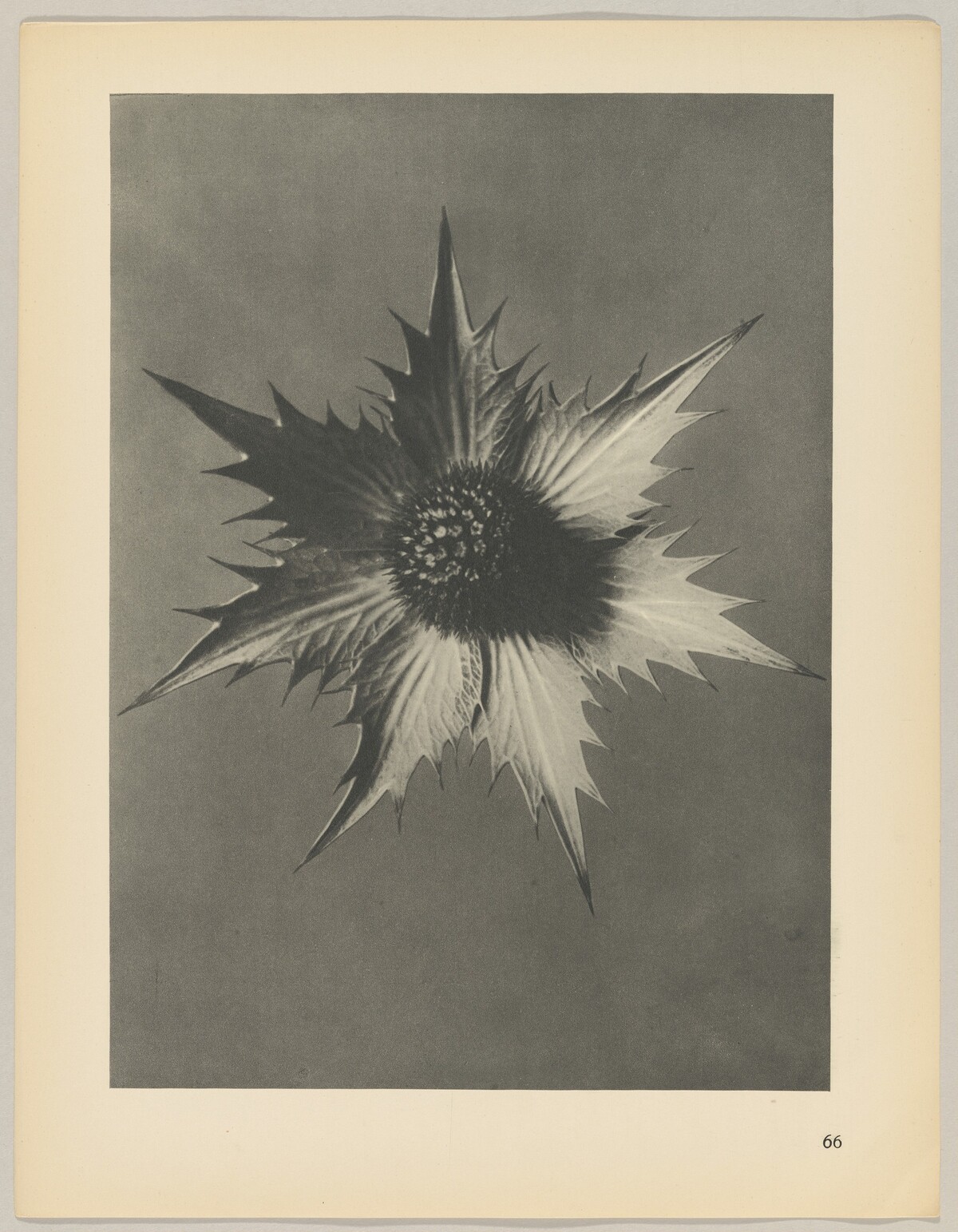 Eryngium giganteum by Karl Blossfeldt