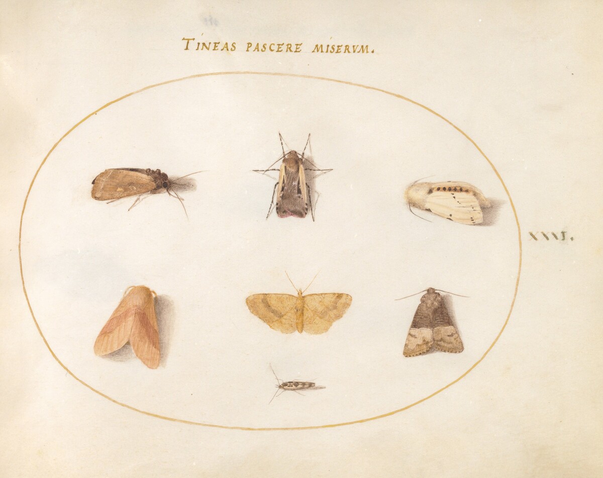Plate 31: Seven Moths by Joris Hoefnagel