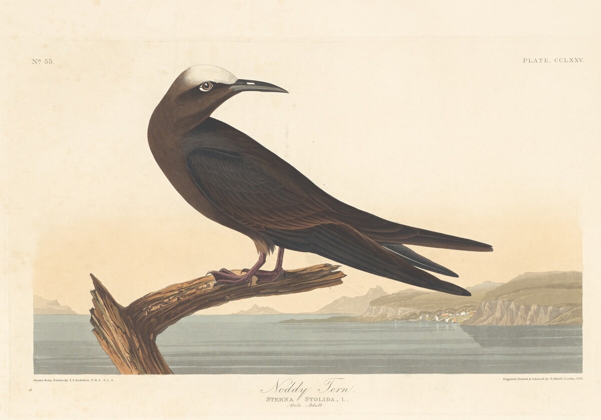 Noddy Tern by Robert Havell after John James Audubon