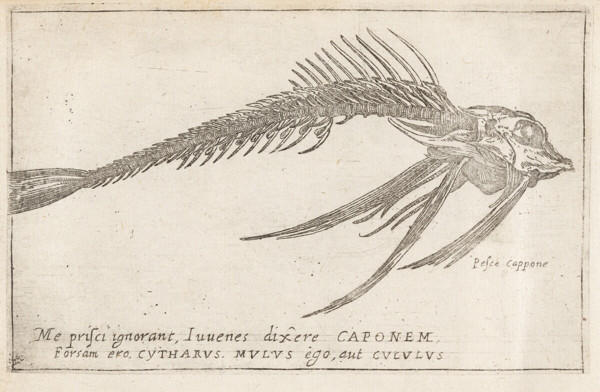 Skeleton of a Gurnard by Teodoro Filippo di Liagno, called Napoletano