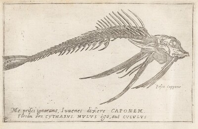 Skeleton of a Gurnard