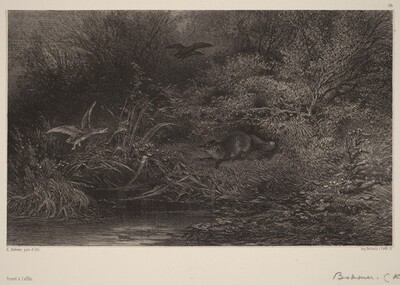 Renard à l'affût