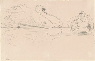 Swans in the Water