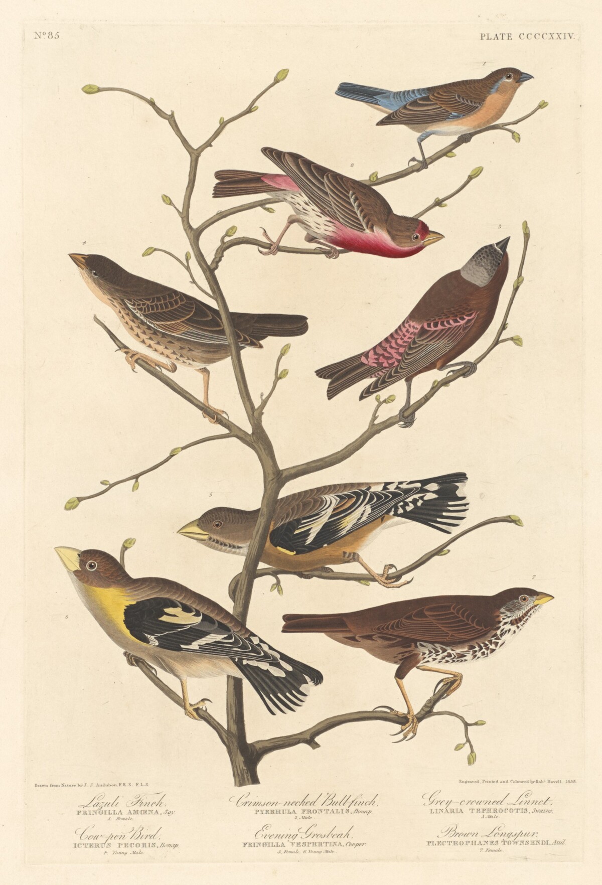 Lazuli Finch by Robert Havell after John James Audubon