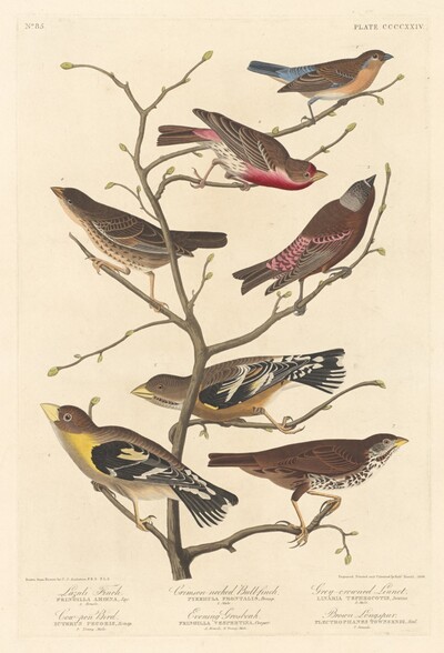 Lazuli Finch