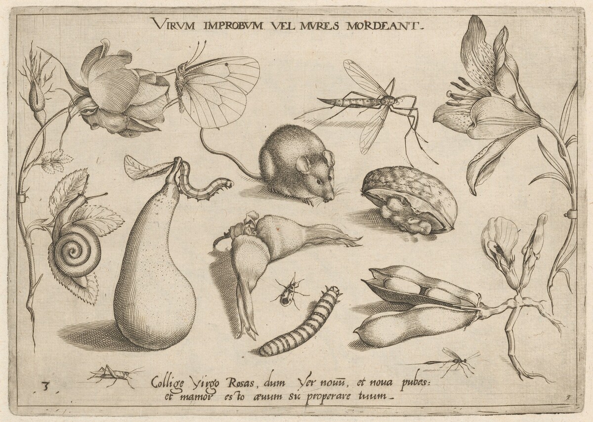 Archetypa studiaque patris Georgii Hoefnagelii [Part 1, Plate 3] by Jacob Hoefnagel after Joris Hoefnagel