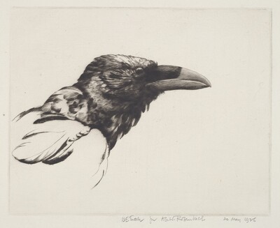 Old Raven