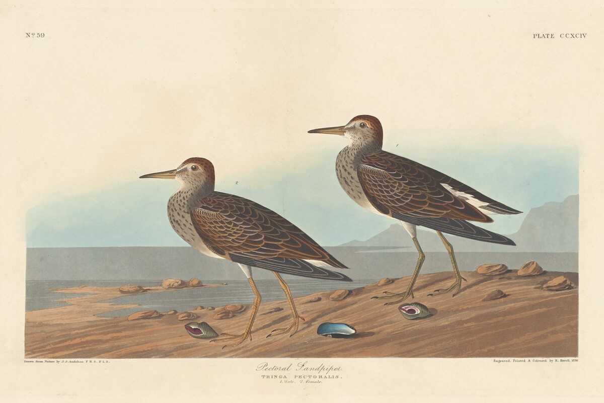 Pectoral Sandpiper by Robert Havell after John James Audubon