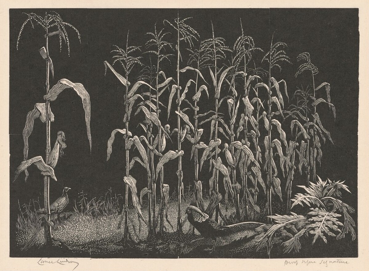 Indian Corn by Lionel Lindsay