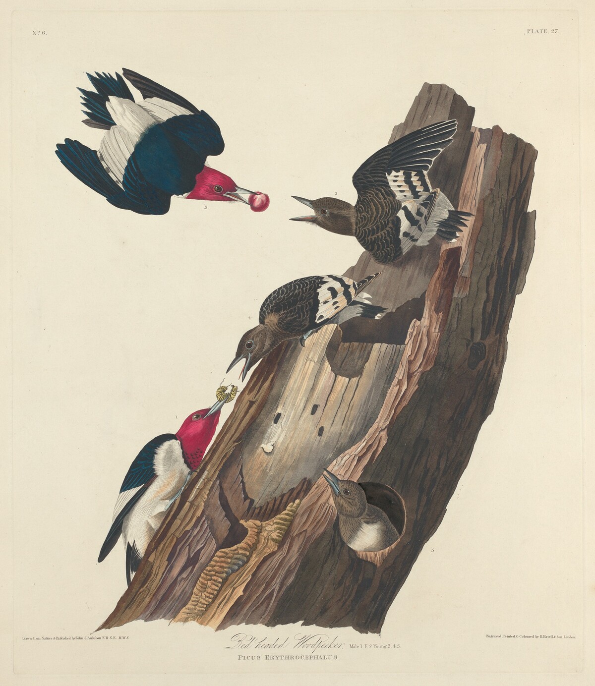 Red-headed Woodpecker by Robert Havell after John James Audubon