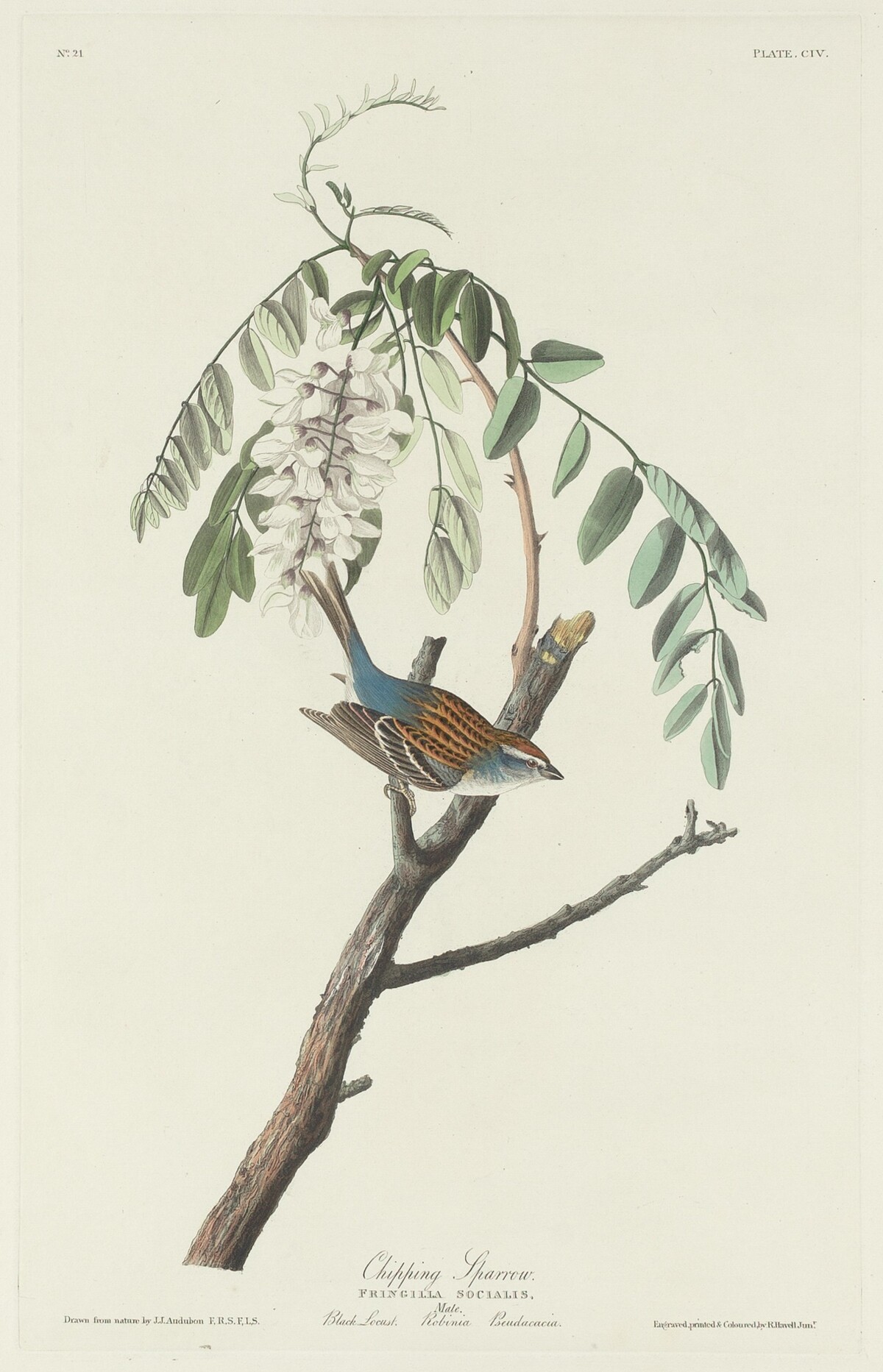 Chipping Sparrow by Robert Havell after John James Audubon