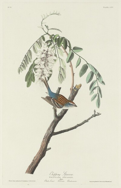 Chipping Sparrow