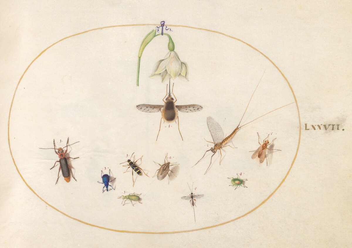 Plate 77: Dotted Bee Fly with a White Flower, a Mayfly,  a Blue Weevil, and Other Insects by Joris Hoefnagel