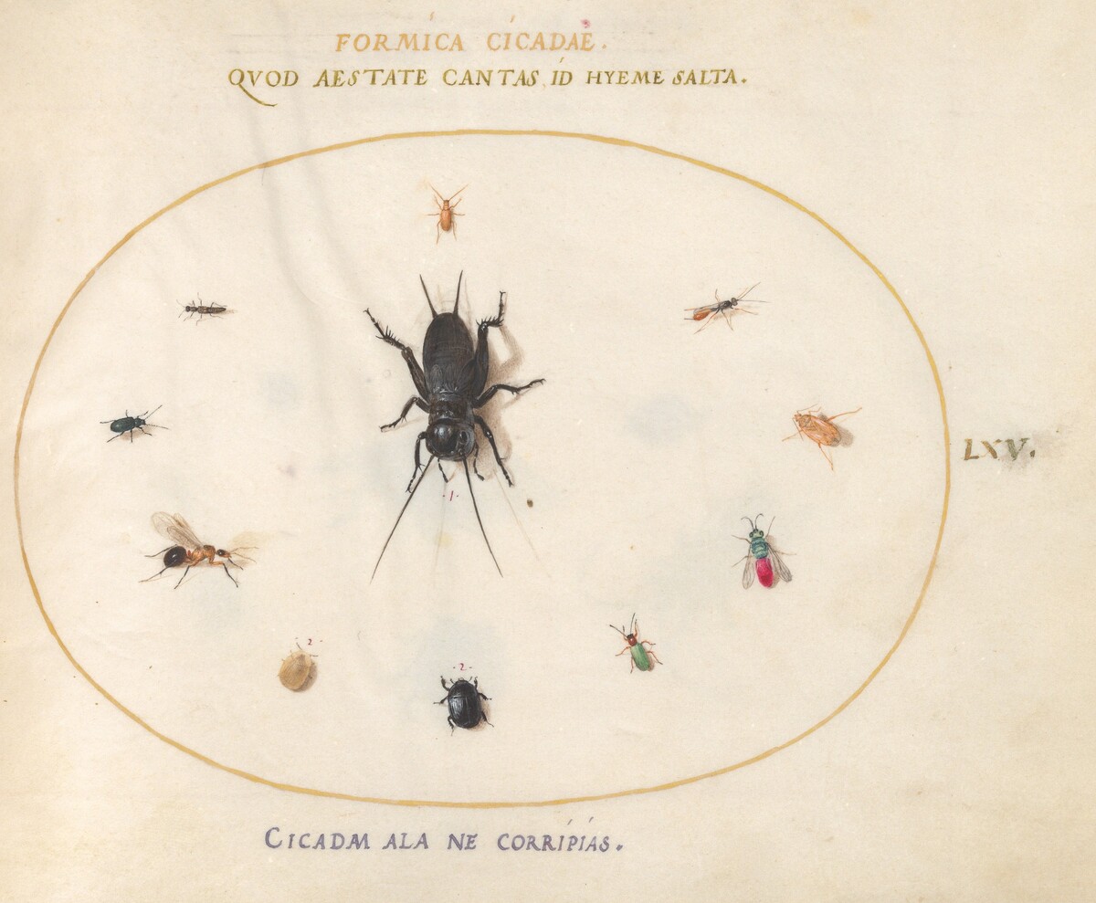 Plate 65: A Cricket Surrounded by Insects, Including a Ruby-Tailed Wasp by Joris Hoefnagel