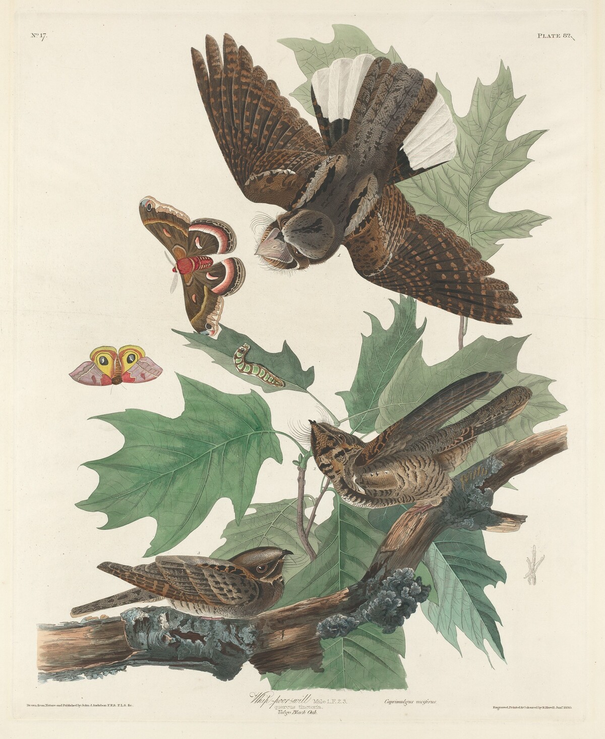 Whip-poor-will by Robert Havell after John James Audubon