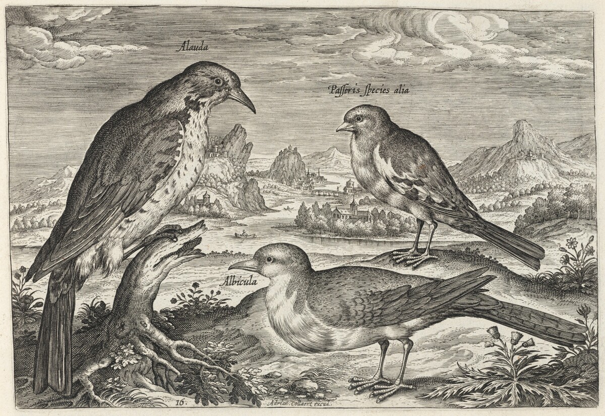 Lark and Two Smaller Birds by Adriaen Collaert