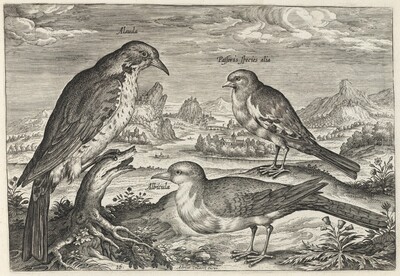 Lark and Two Smaller Birds