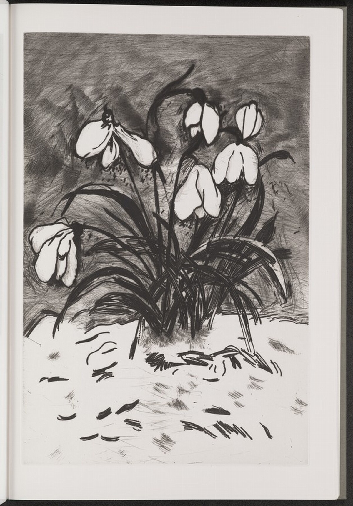 Snowdrop by Jim Dine
