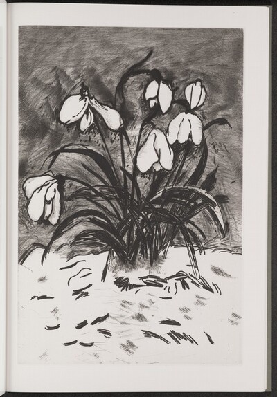 Snowdrop