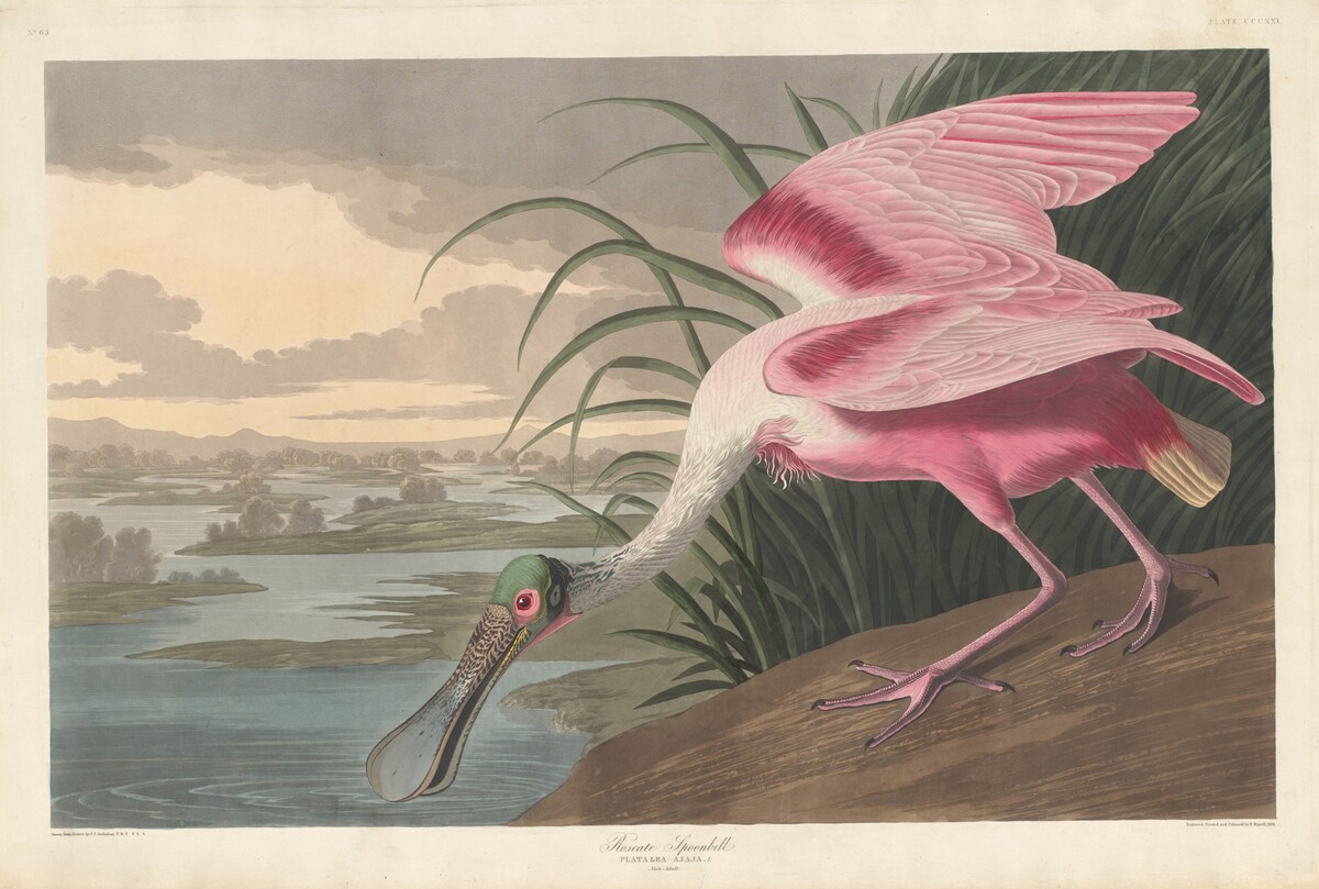 Roseate Spoonbill by Robert Havell after John James Audubon