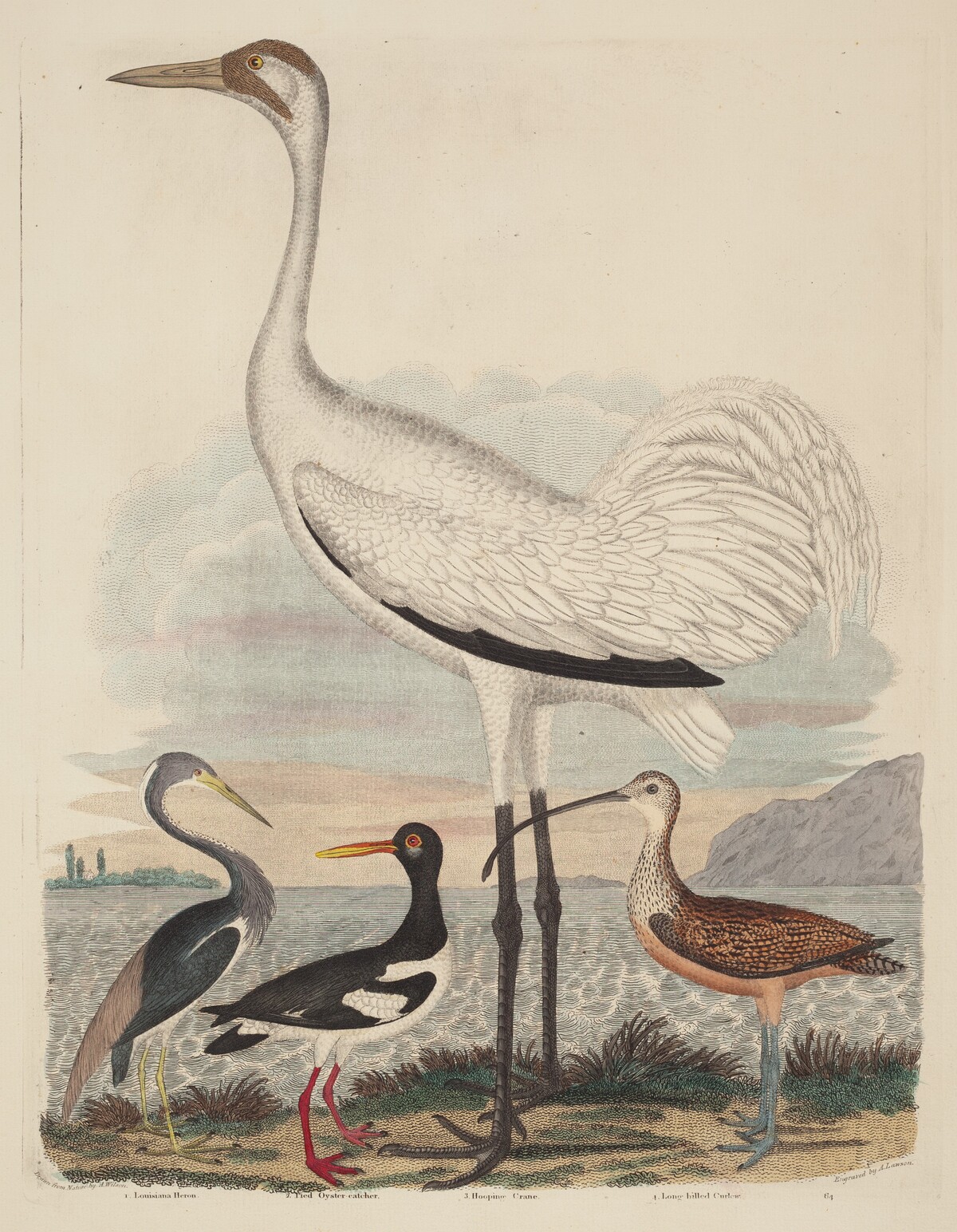 Louisiana Heron, Pied Oyster-catcher, Hooping Crane, and Long-billed Curlew by John G. Warnicke after Alexander Wilson
