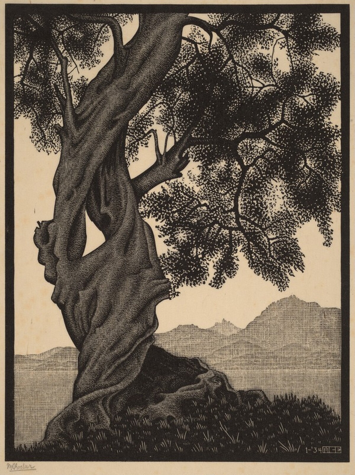 Old Olive Tree, Corsica by M.C. Escher