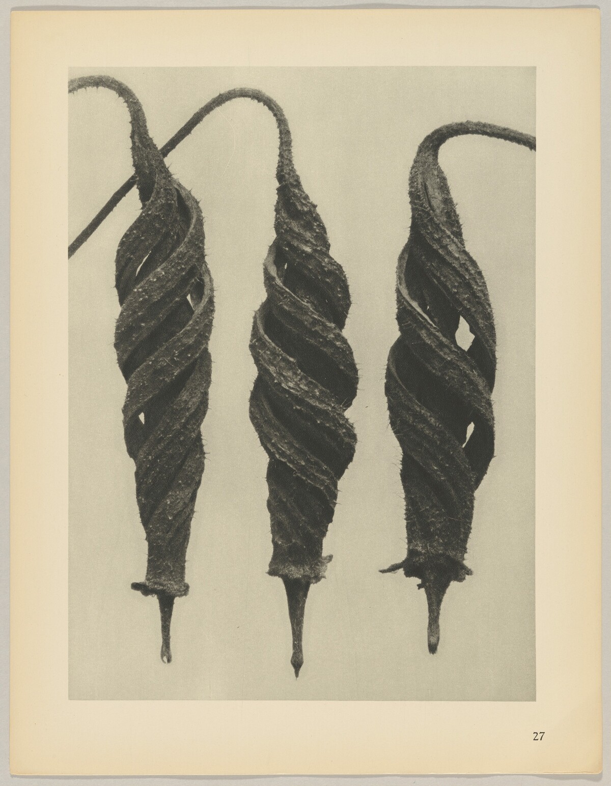 Cajophora lateritia, Loasaceae by Karl Blossfeldt