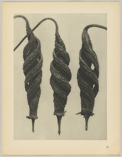 Cajophora lateritia, Loasaceae