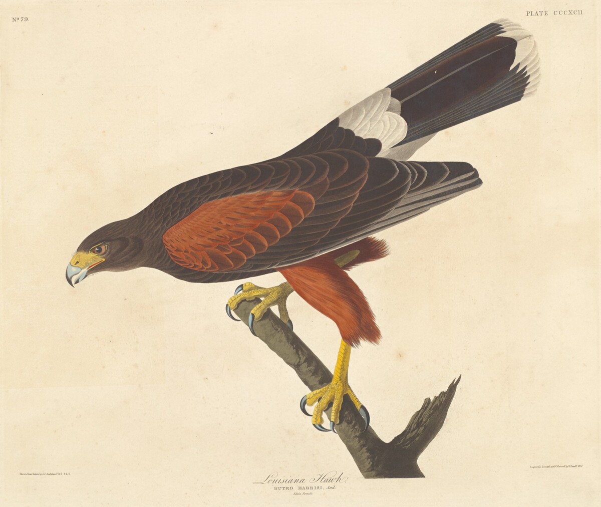 Louisiana Hawk by Robert Havell after John James Audubon
