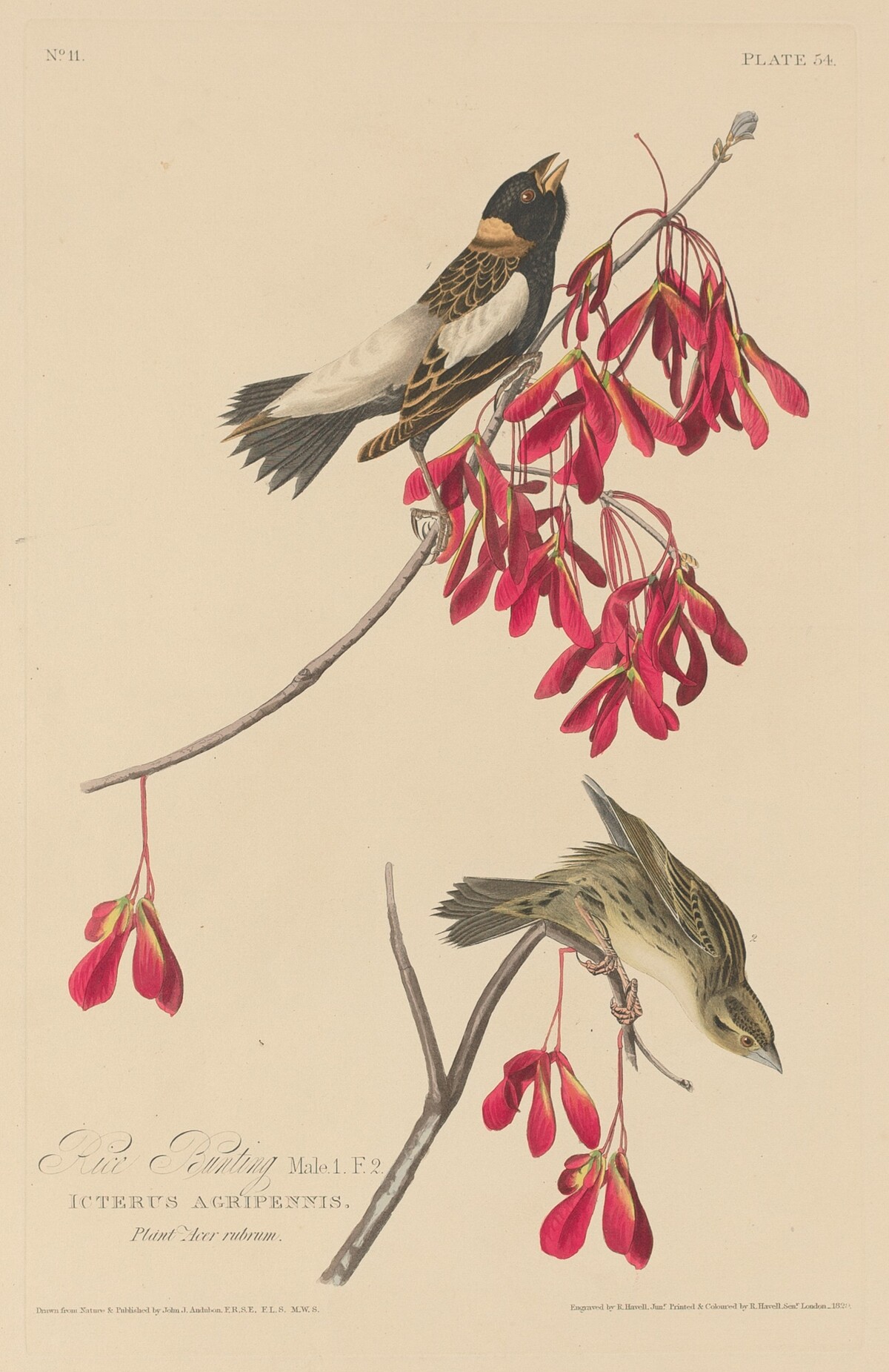 Rice Bunting by Robert Havell after John James Audubon