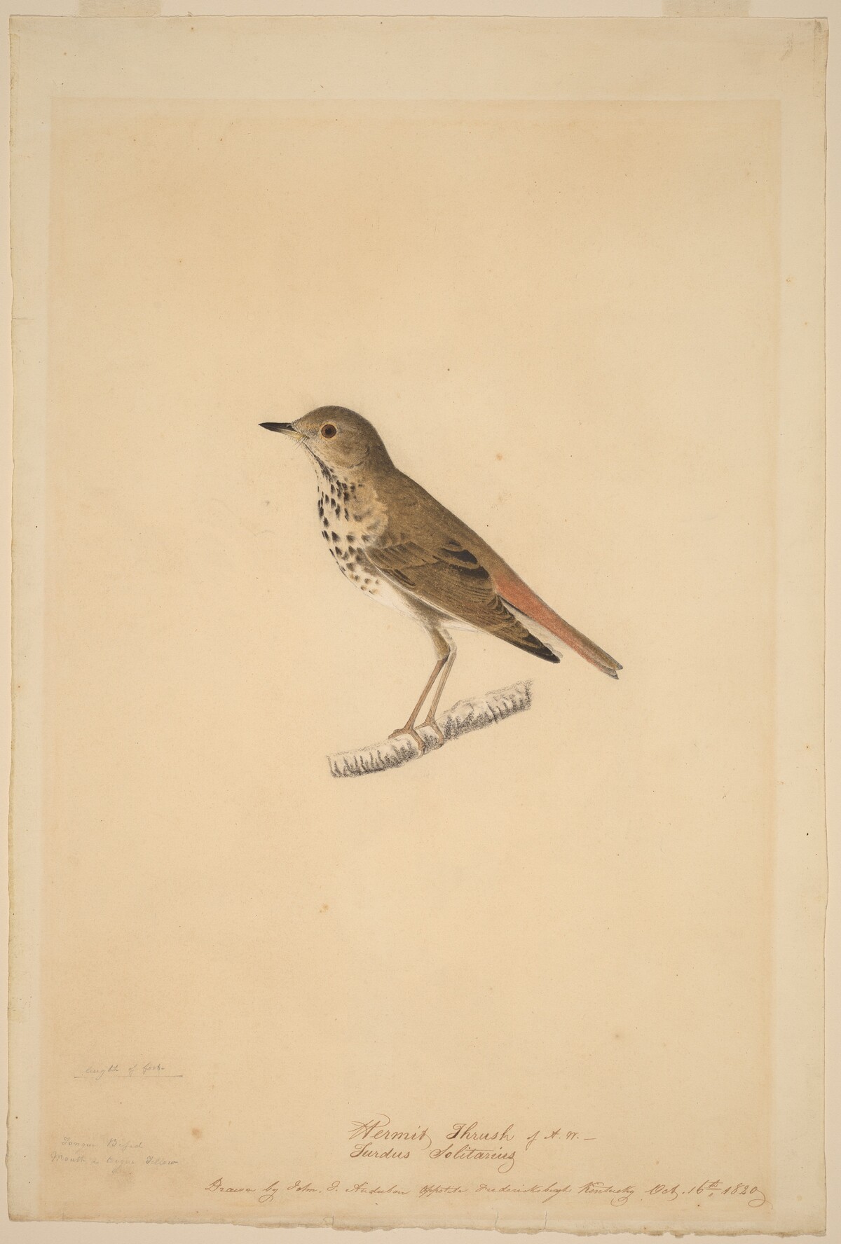 Hermit Thrush by John James Audubon