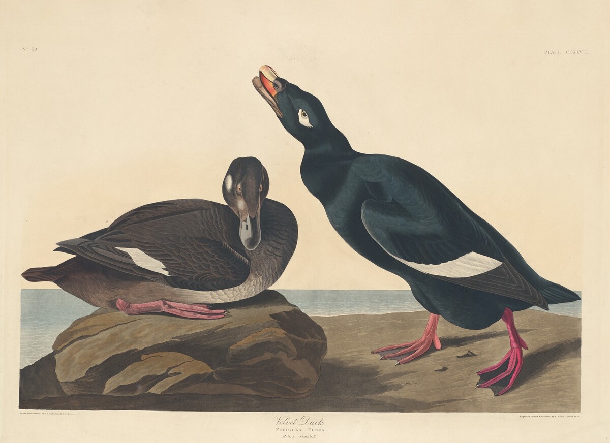 Velvet Duck by Robert Havell after John James Audubon