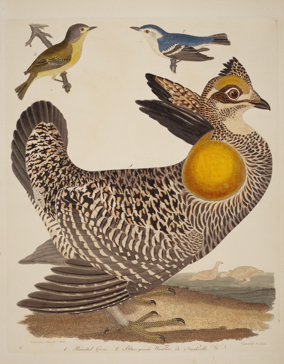 Pinnated Grous, Blue-green Warbler, and Nashville Warbler by Alexander Lawson after Alexander Wilson
