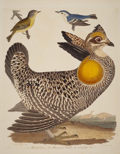 Pinnated Grous, Blue-green Warbler, and Nashville Warbler