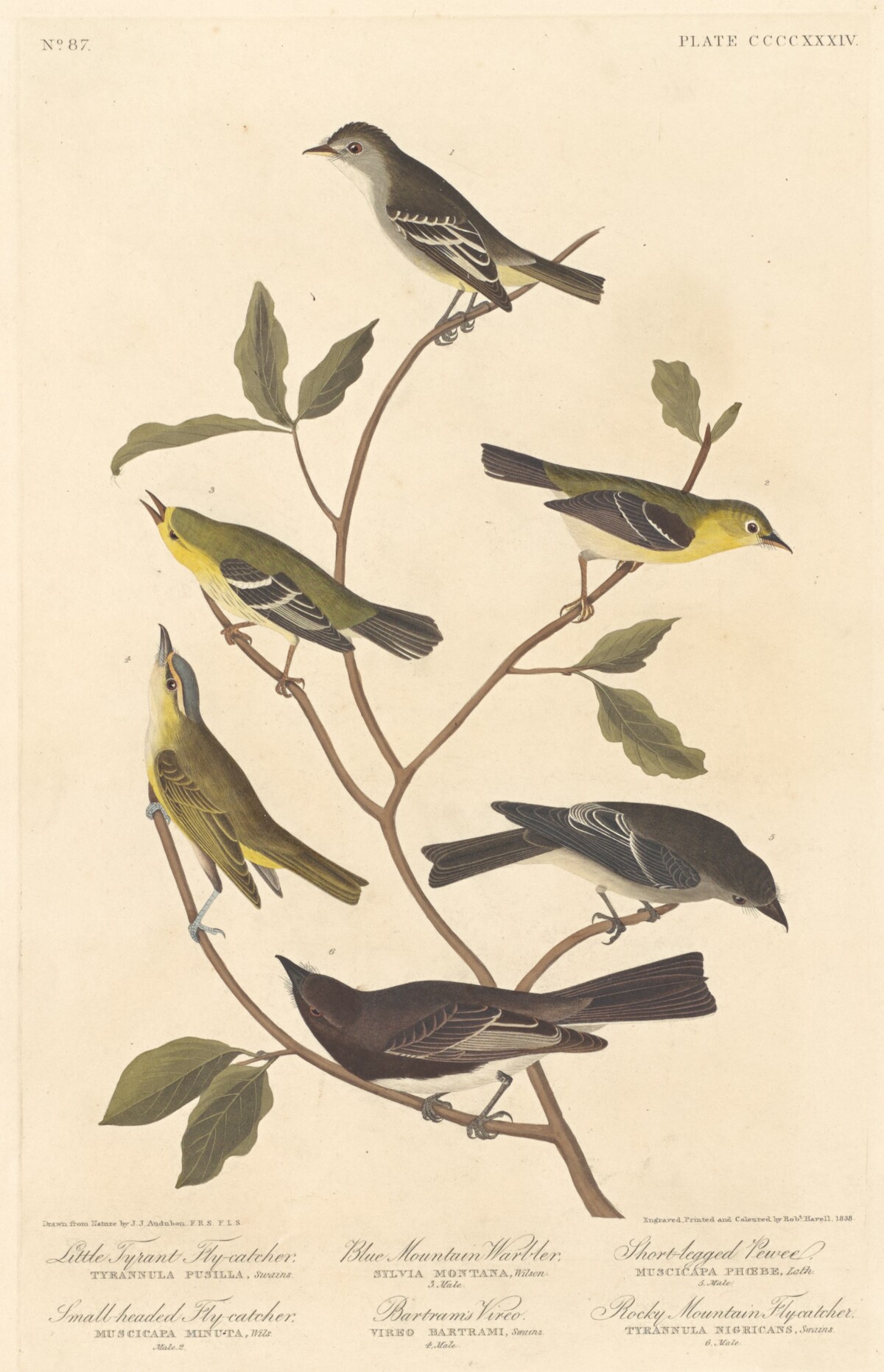 Little Tyrant Flycatcher, Small-Headed Flycatcher, Blue Mountain Warbler, Bartram's Vireo, Short-Legged Pewee, and Rocky Mountain Flycatcher by Robert Havell after John James Audubon