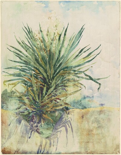 Tropical Plant [recto]