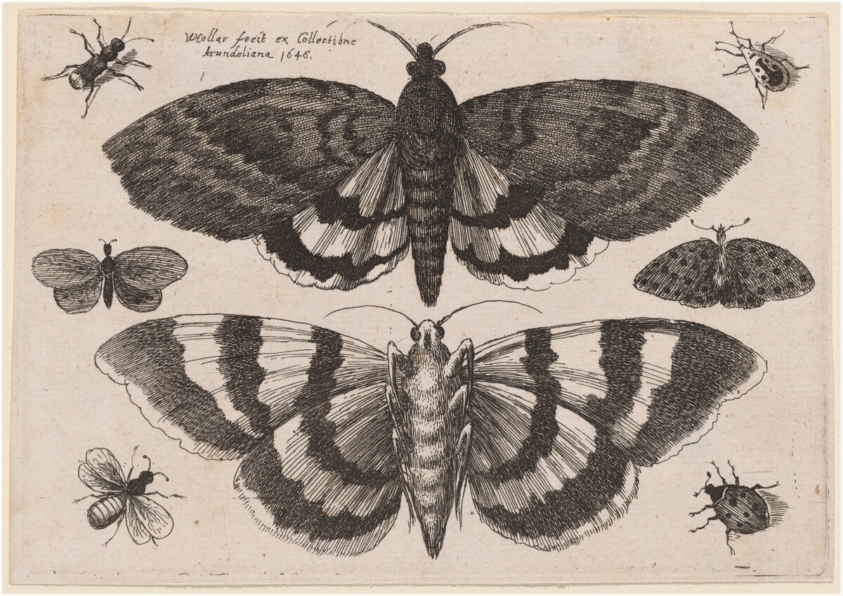 Two Moths and Six Insects by Wenceslaus Hollar