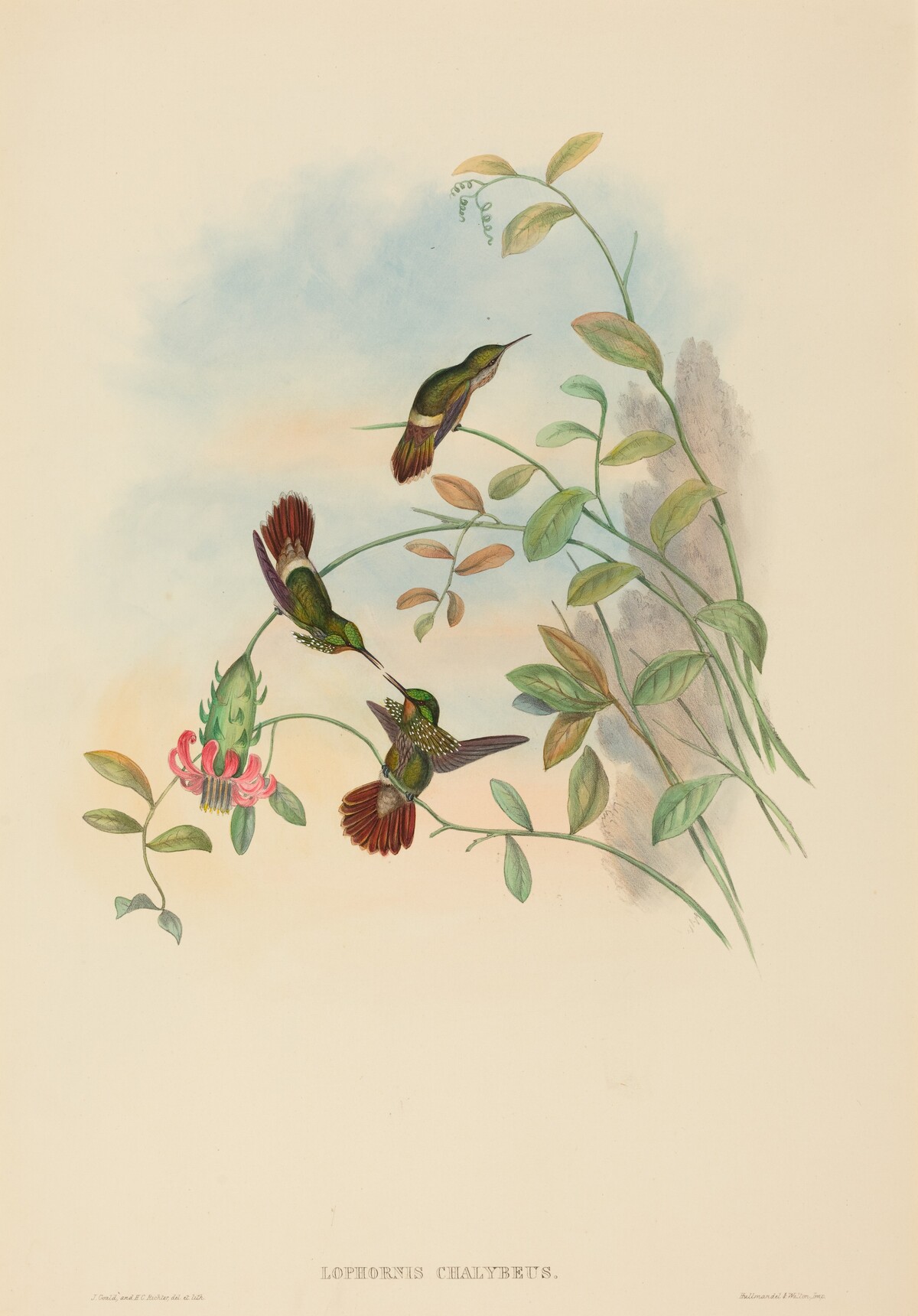 Lophornis chalybeus (Festive Coquette) by John Gould and H.C. Richter