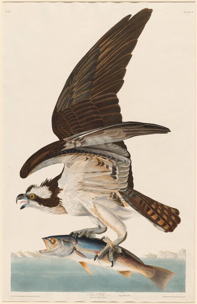 Fish Hawk