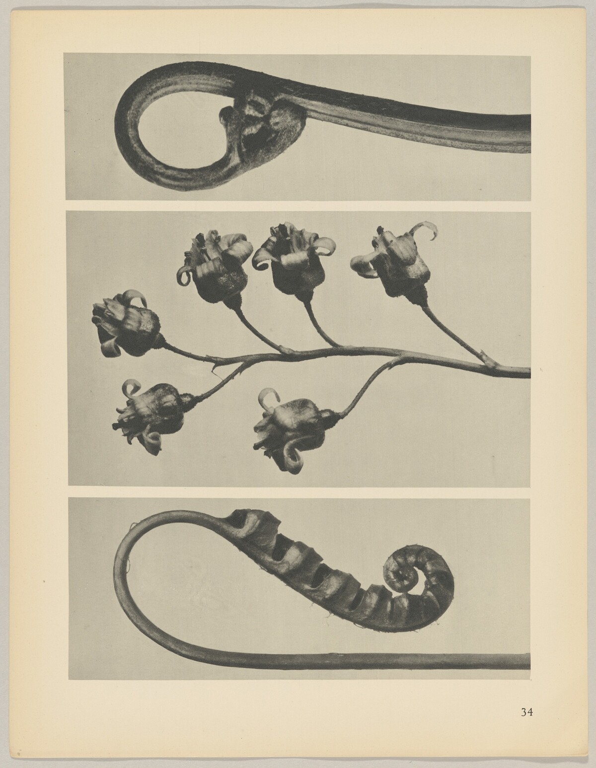 a Polypodium vulgare; b Ribes nigrum; c Pteridium aquilinum by Karl Blossfeldt
