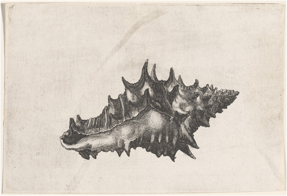Shell (Vasum ceramicum) by Wenceslaus Hollar