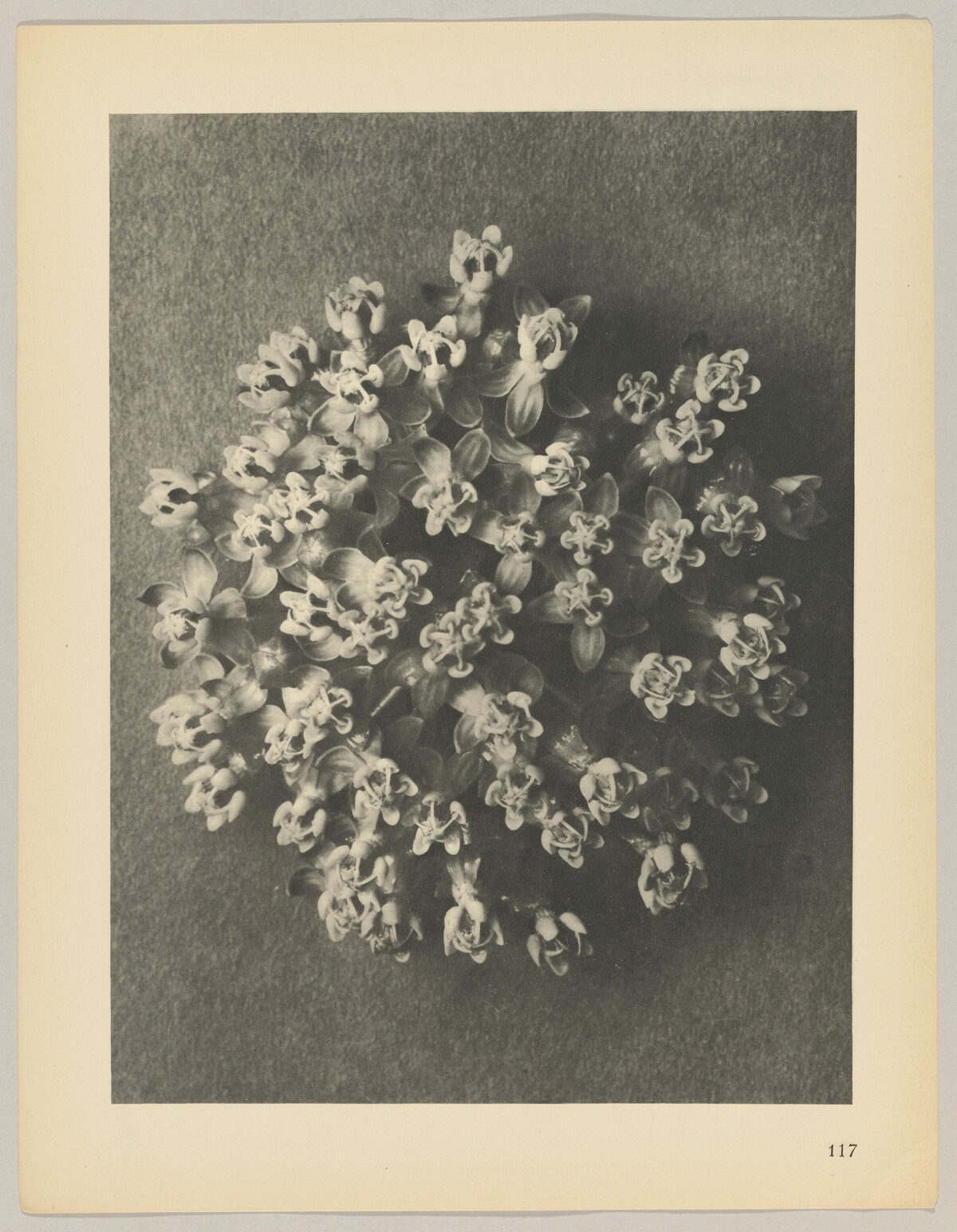 Asclepias incarnata by Karl Blossfeldt