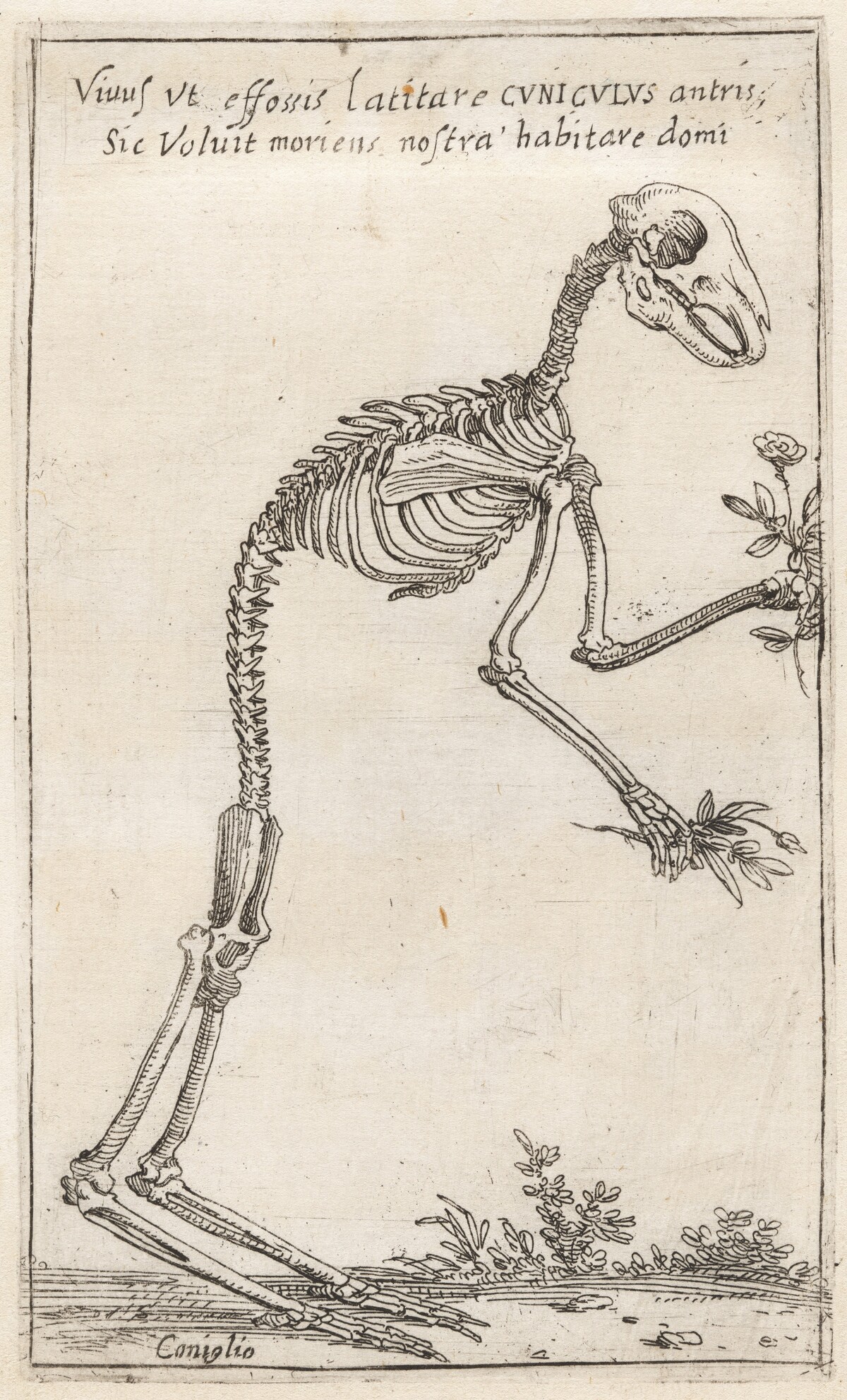 Skeleton of a Rabbit by Teodoro Filippo di Liagno, called Napoletano