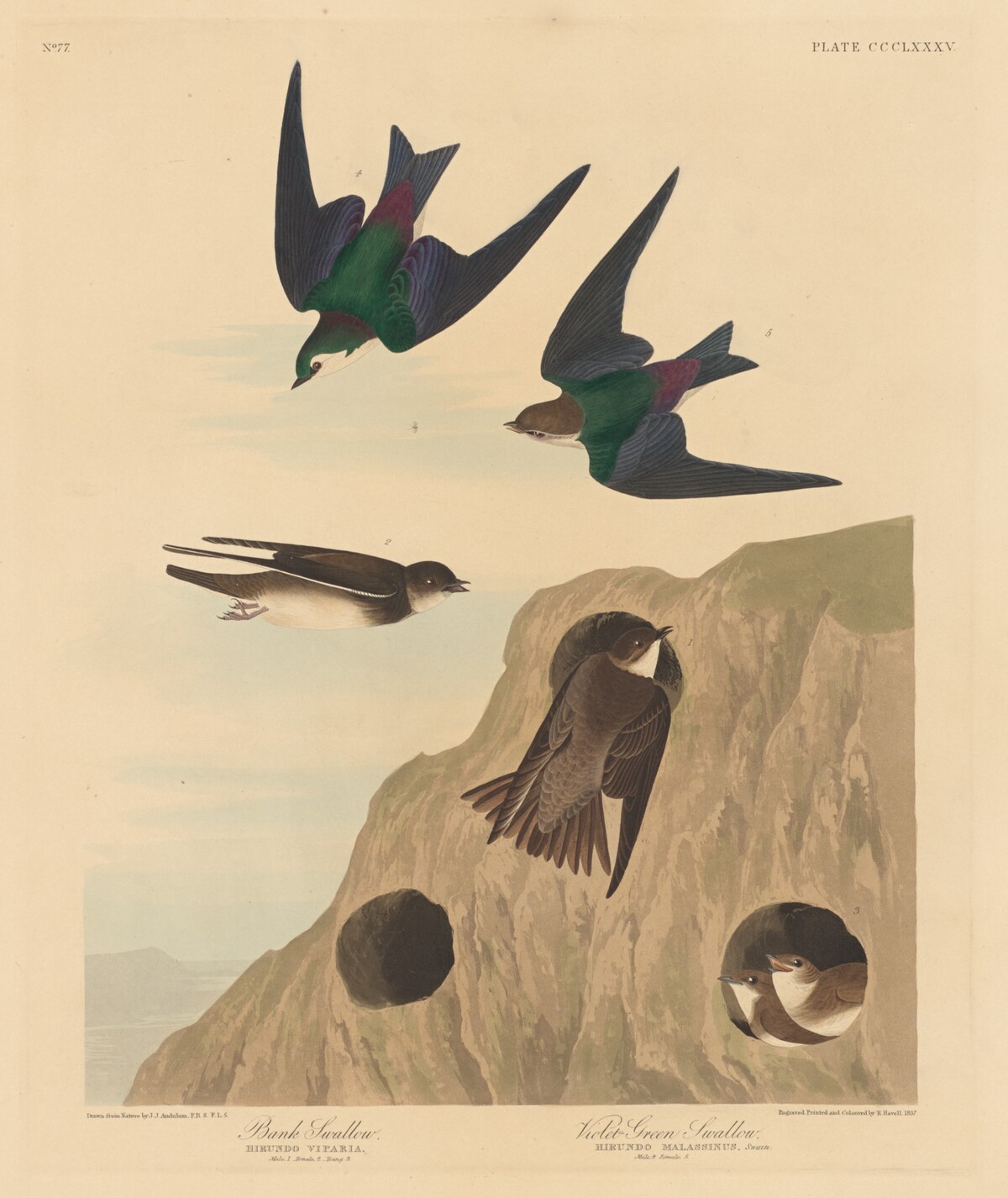Bank Swallow and Violet-green Swallow by Robert Havell after John James Audubon