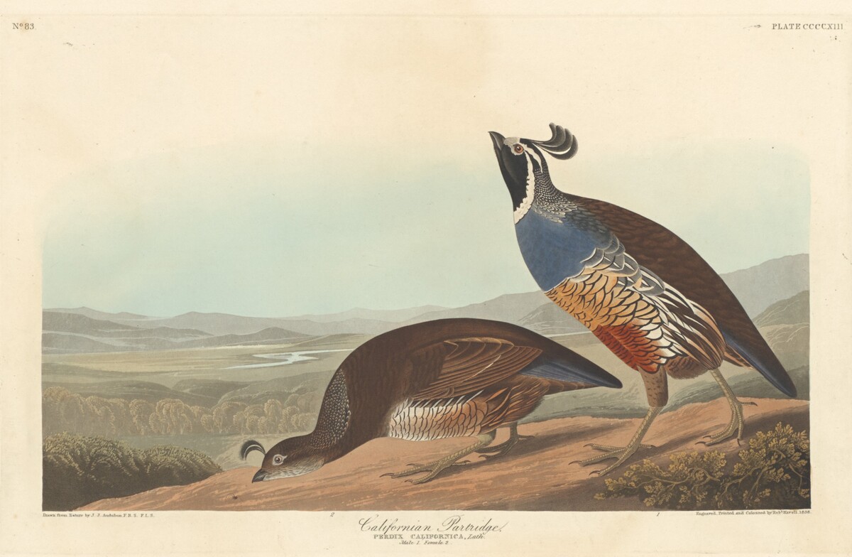 Californian Partridge by Robert Havell after John James Audubon