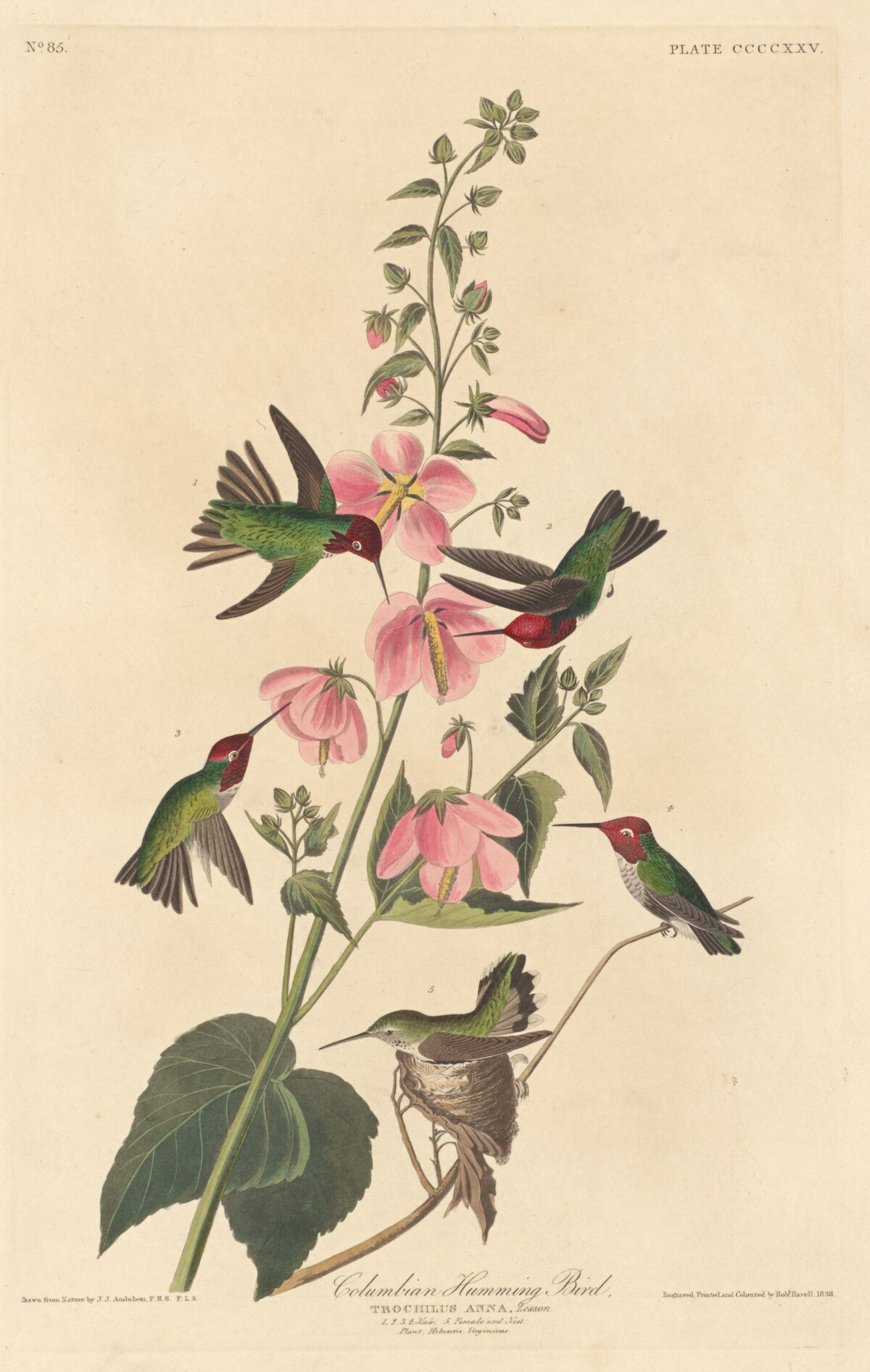 Columbian Humming Bird by Robert Havell after John James Audubon